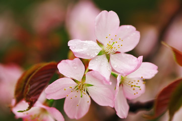 Spring sakura