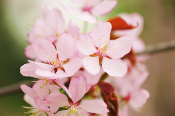 Spring sakura