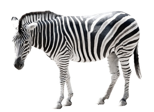 Fototapeta Zoo single burchell zebra isolated on white