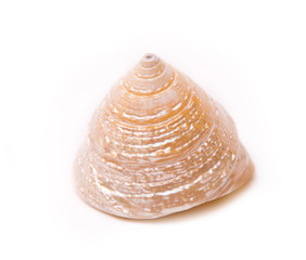 Sea shells isolated
