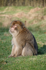 Barbary Macaque