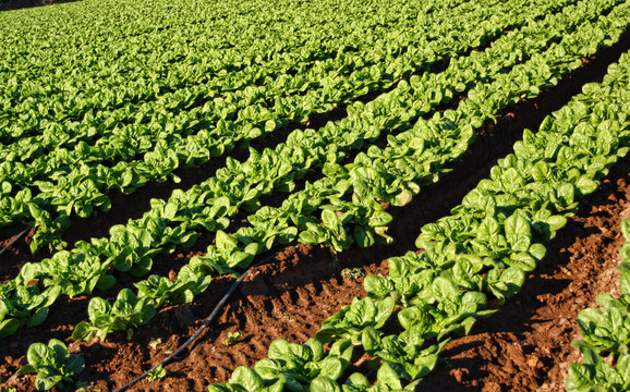 lechuga en fila