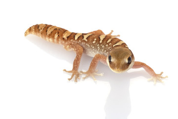 Helmeted Gecko