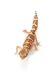 Wheat-belt Stone Gecko