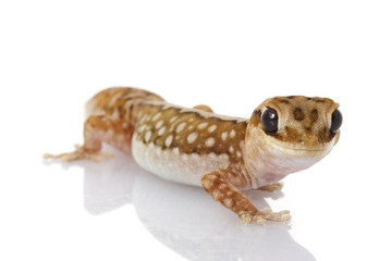 Wheat-belt Stone Gecko