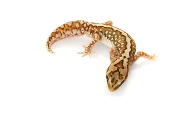 Wheat-belt Stone Gecko