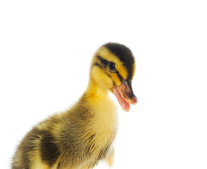 yellow ducklings on a white background