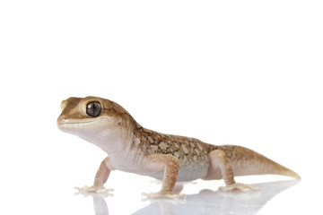 Wheat-belt Stone Gecko