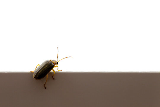 insecte