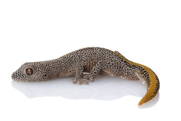 Golden Spiny-tailed Gecko