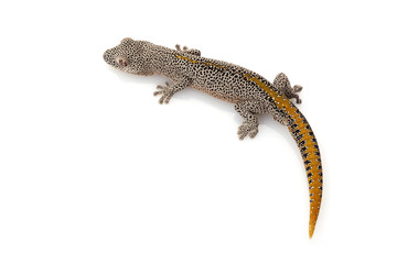 Fototapeta premium Golden Spiny-tailed Gecko