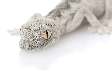 Soft Spiny-tailed Gecko