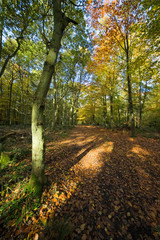 Fototapeta premium Pathway through a forest in autumn