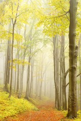 Beautiful beech trees in dense fog in the autumn woods