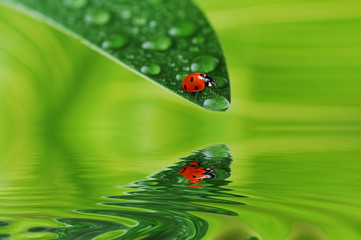 green leaf with water drops