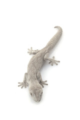 Western Spiny-tailed Gecko