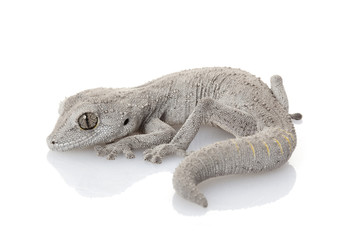 Western Spiny-tailed Gecko