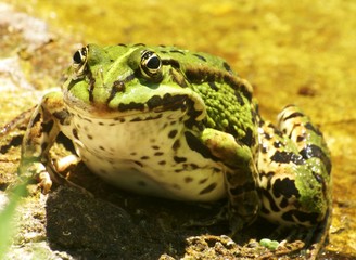 grass-frog