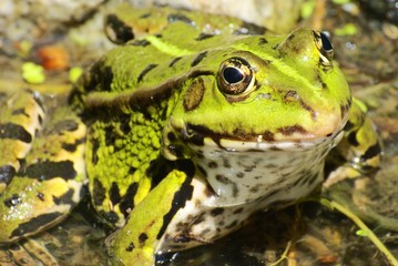 grass-frog