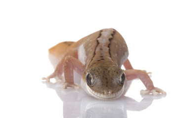 Striped Wheat-belt Stone Gecko