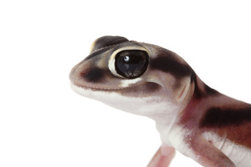 Pale Knob-tailed Gecko