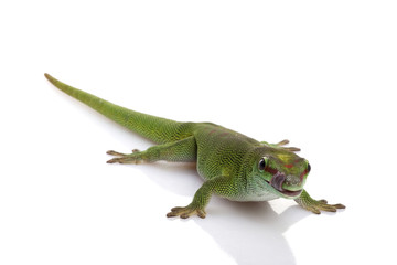 Giant Day Gecko