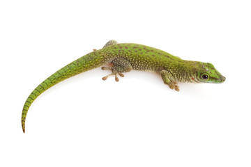 Koch¡¯s Giant Day Gecko