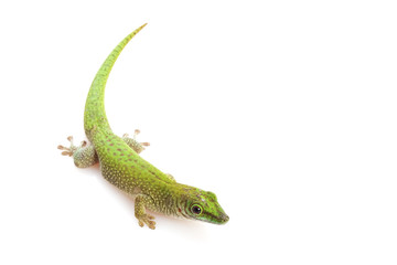 Koch¡¯s Giant Day Gecko