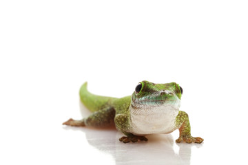 Koch¡¯s Giant Day Gecko