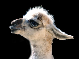 jeune lama © helenedevun