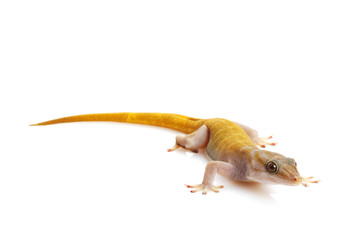 Golden Gecko