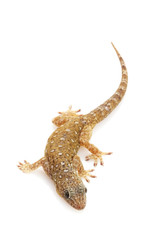 Fototapeta premium Sandstone Gecko