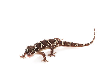Greater Termite Hill Gecko
