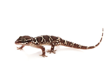 Greater Termite Hill Gecko
