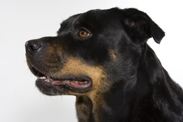 rotti