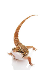 Lesser Termite Hill Gecko