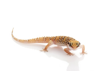 Fototapeta premium Lesser Termite Hill Gecko
