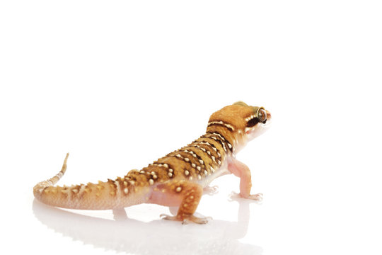 Lesser Termite Hill Gecko