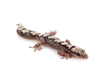 Robust Velvet Gecko