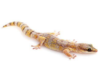 Marbled Velvet Gecko