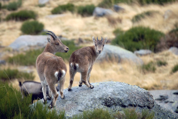 Monteses en Gredos