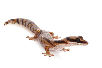 Australian Northern Velvet Gecko