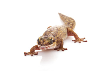 Oscillated Velvet Gecko