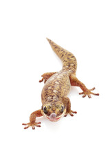 Oscillated Velvet Gecko