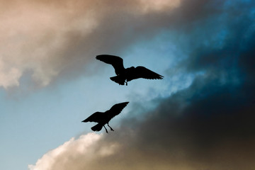 Gulls in sunset