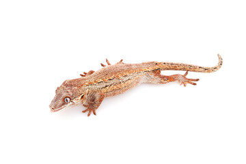 Gargoyle Gecko