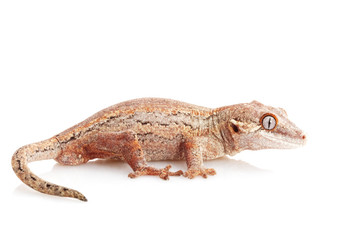 Naklejka premium Gargoyle Gecko