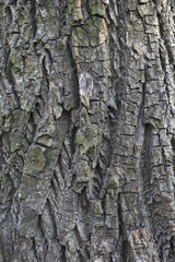 bark