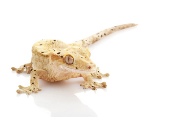 Crested Gecko