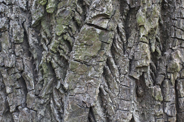 bark